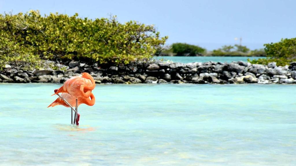 Bonaire Beach Kralendijk-Boutique-Hotel